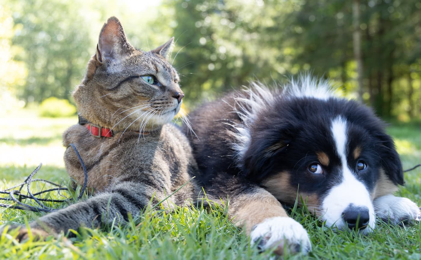 Cat and Pup